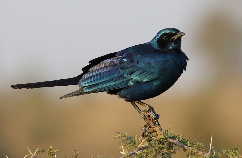 टूटे पंखों वाली पक्षी की प्रेरणादायक कहानीThe bird with a broken wing